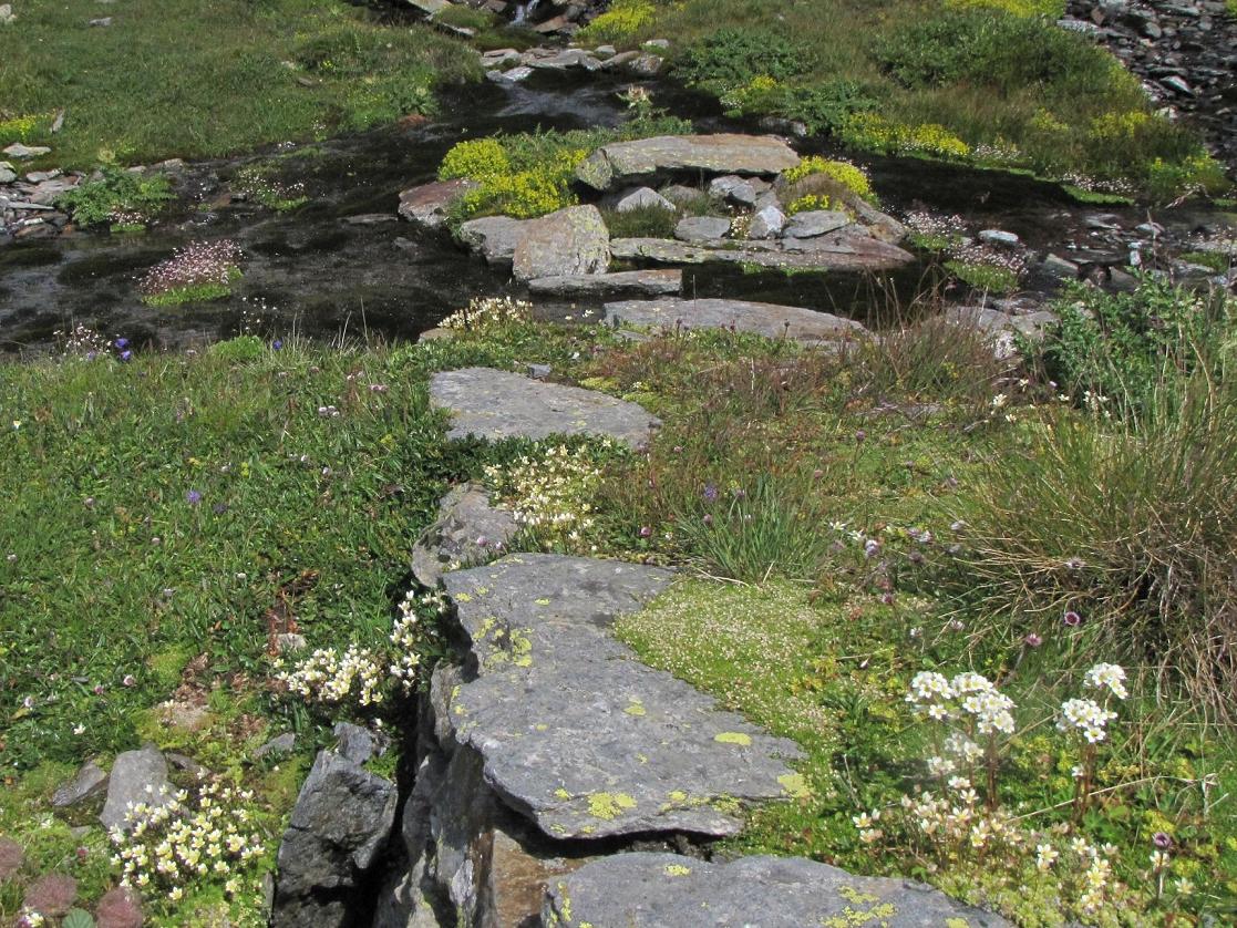 Sentieri ferrati, sentieri fioriti: i fiori dell''Albiolo